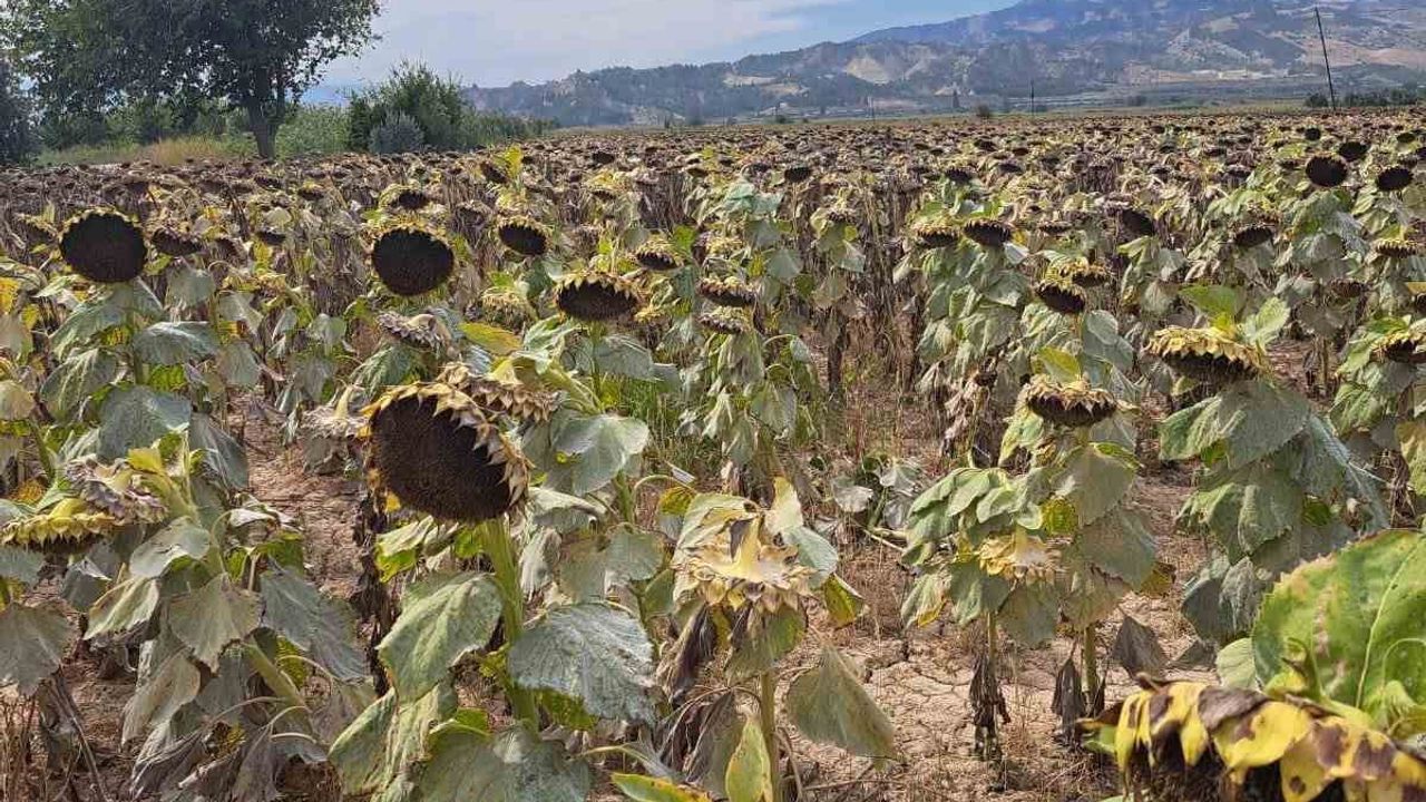 Tarlada kalite takibi: Sarayköy'de pamuk, zeytin ve ayçiçeği saha denetimleri