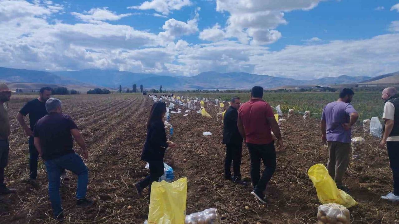 Tarladan sofraya hazırlık: Tercan'da kışlık patateslerin hasadı başladı