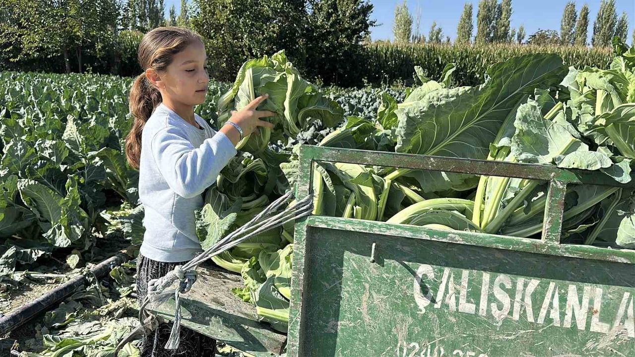 Tarlanın küçük emeği, büyük hayalleri: 9 yaşındaki Medine'nin iki dünyası