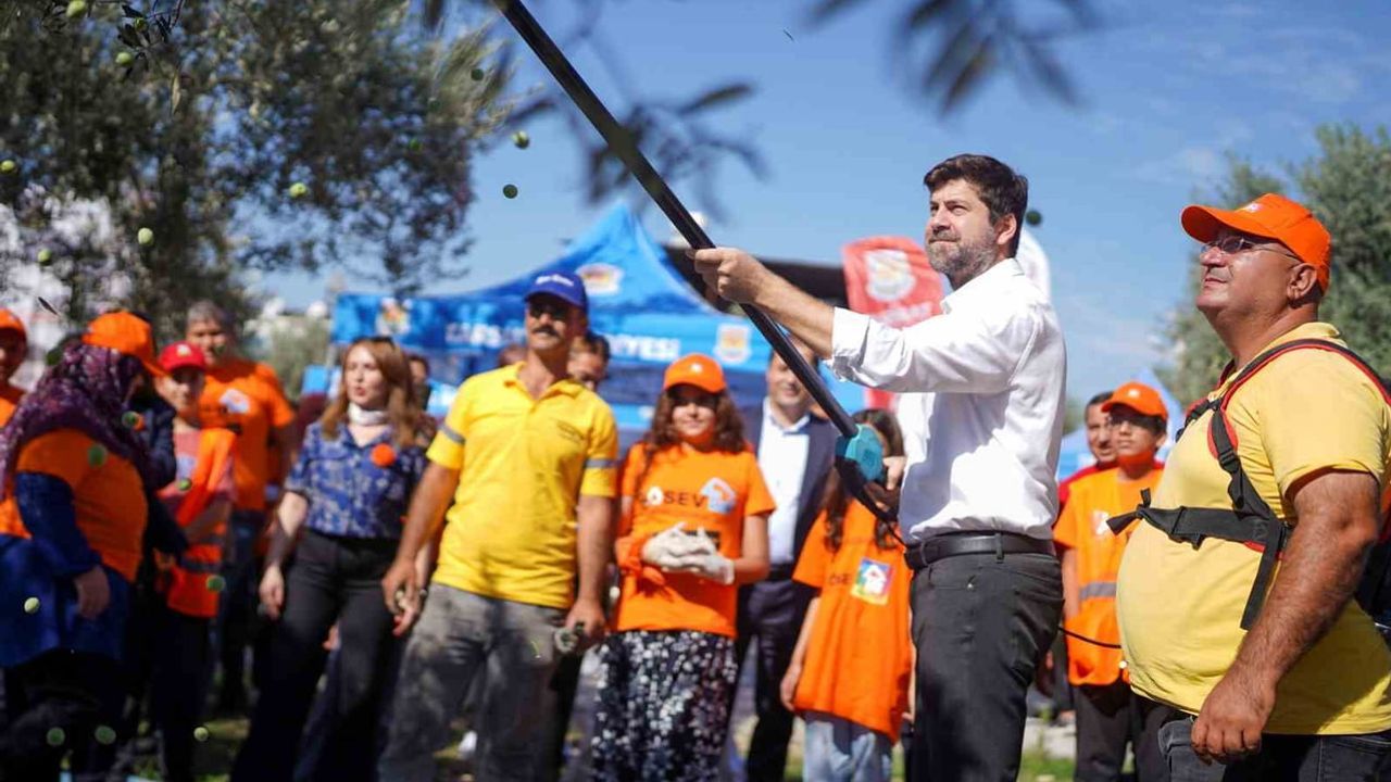 Tarsus'ta iyilik hasadı başladı: zeytinler lösemili çocuklara umut olacak