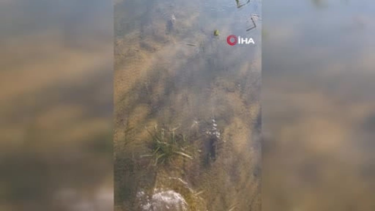 Taşkının ardından Sakarya'da marul tarlasının sessiz ağıdı: 'sağlık olsun'