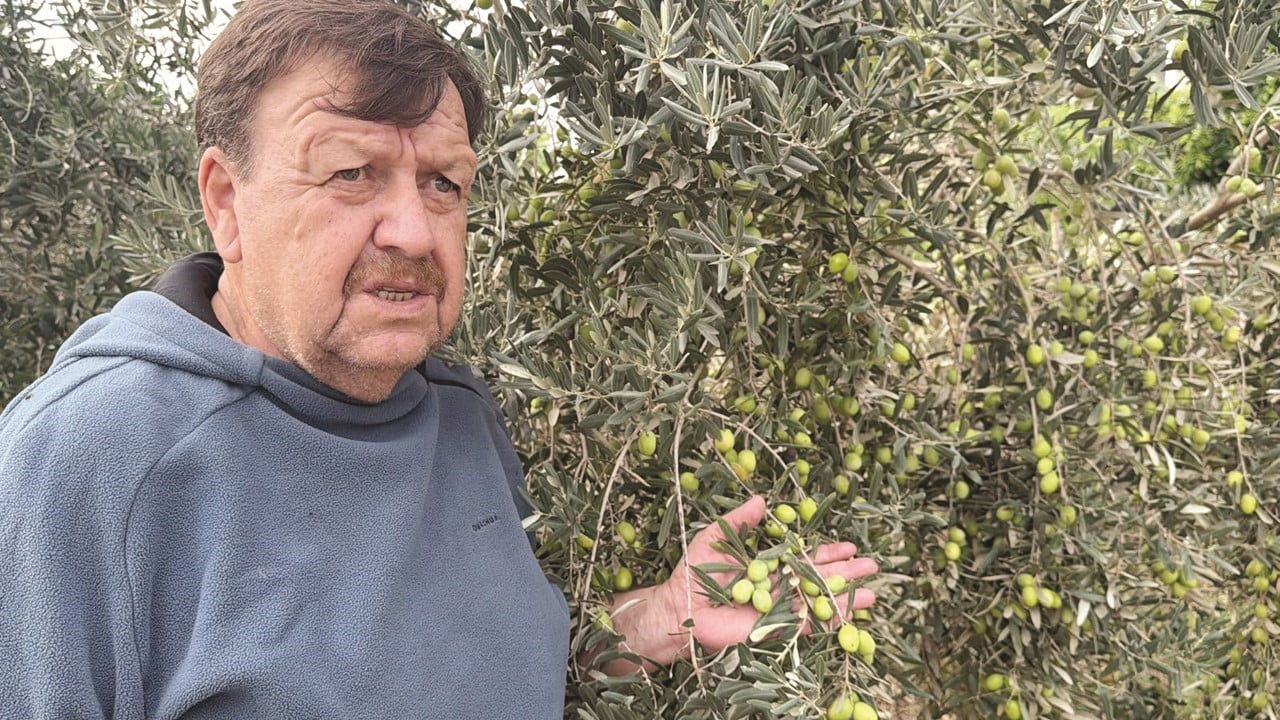 Tavşan yüreği dünya misafirleriyle tanışacak: COP31 için özel salamura ve zeytinyağı