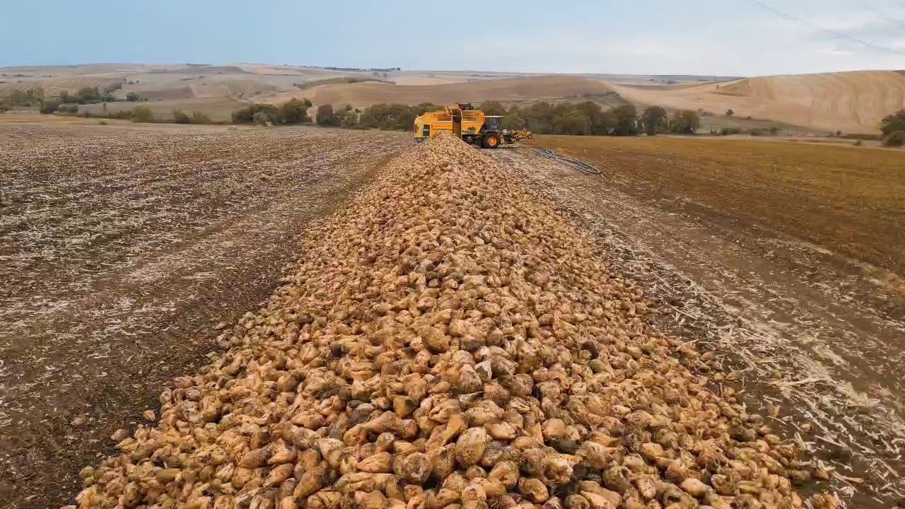 Tekirdağ Maksutlu'da tarlalar şeker pancarıyla doldu, dekara 10 ton verim