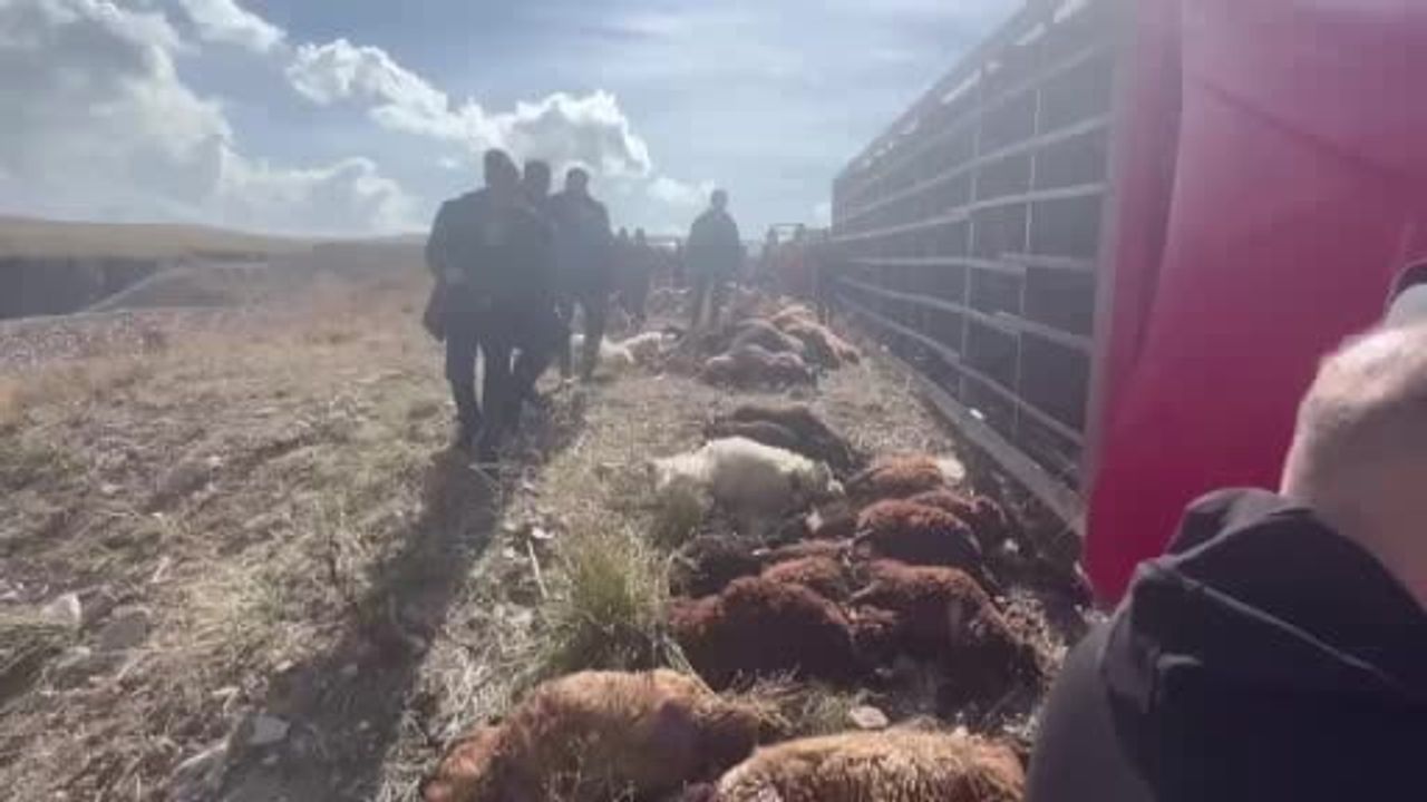 Tekman'da tırın devrilmesi 130 küçükbaşın telef olmasına yol açtı