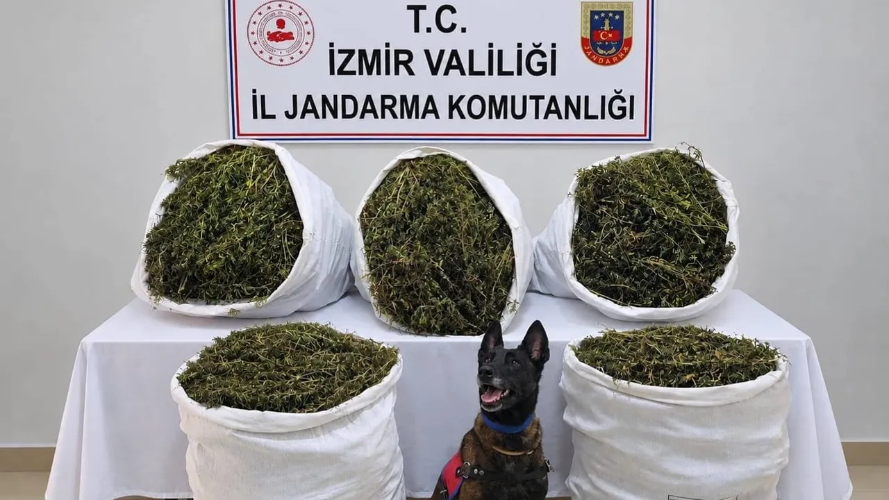 Tire’de jandarma operasyonu Yeğenli’de sonuç verdi: 54 kilo 800 gram esrar ele geçirildi