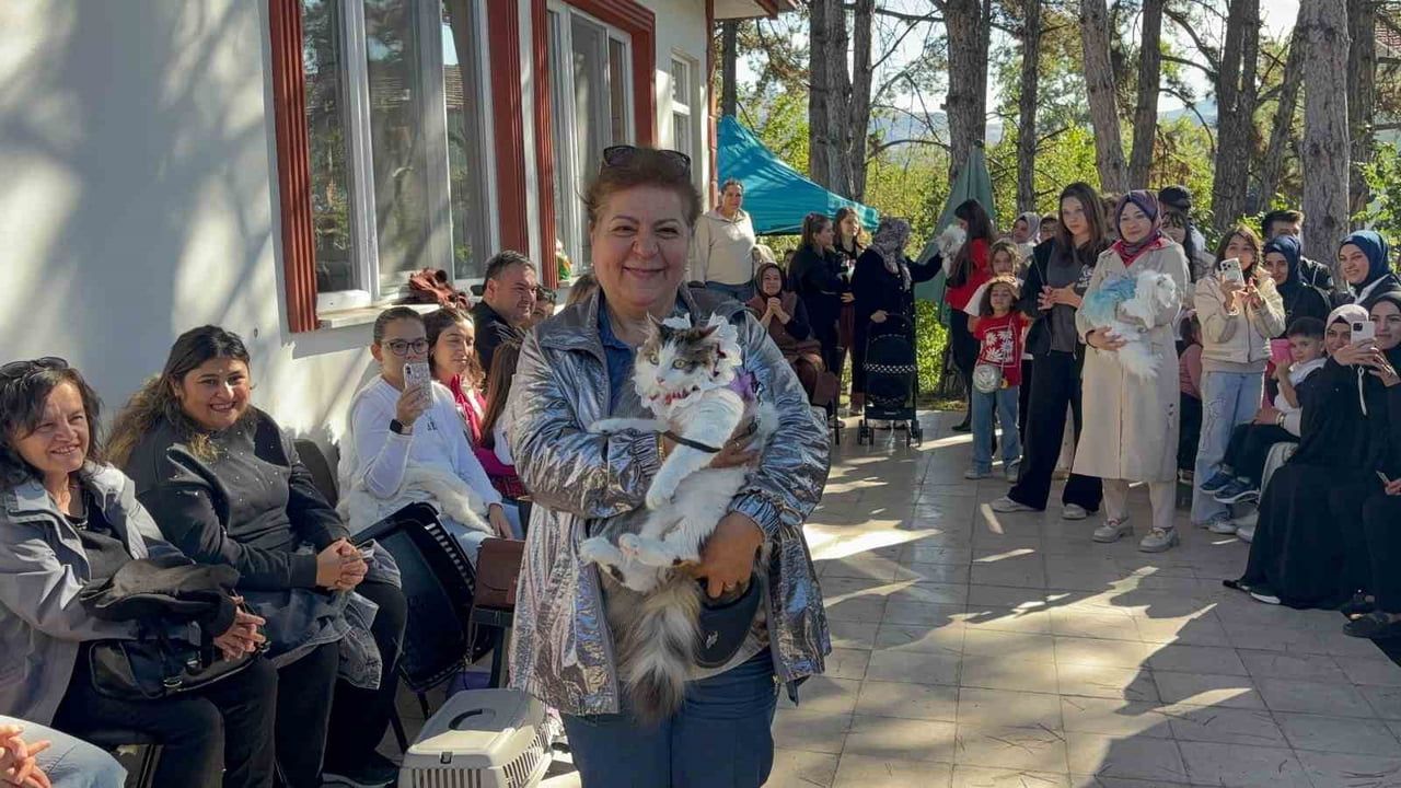 Tokat'ta kedi podyumu: 3. geleneksel yarışma hayvan sevgisini öne çıkardı