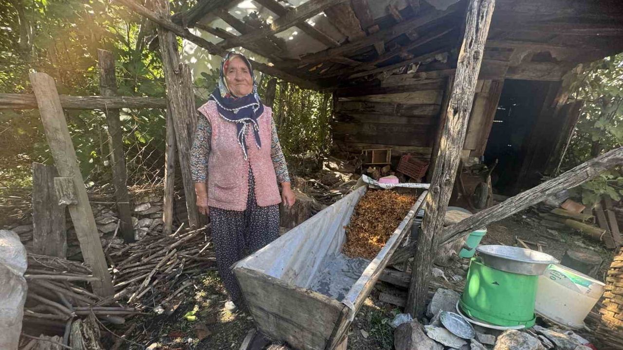 Toroslar'da meşe külüyle pişen pekmez geleneği sürüyor