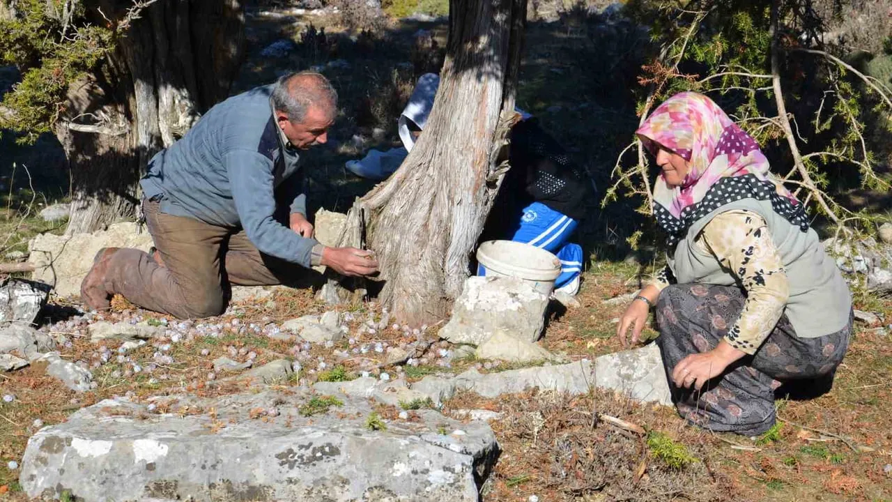 Torosların emekle şekillenen tatlısı: andız kozalaklarından pekmeze