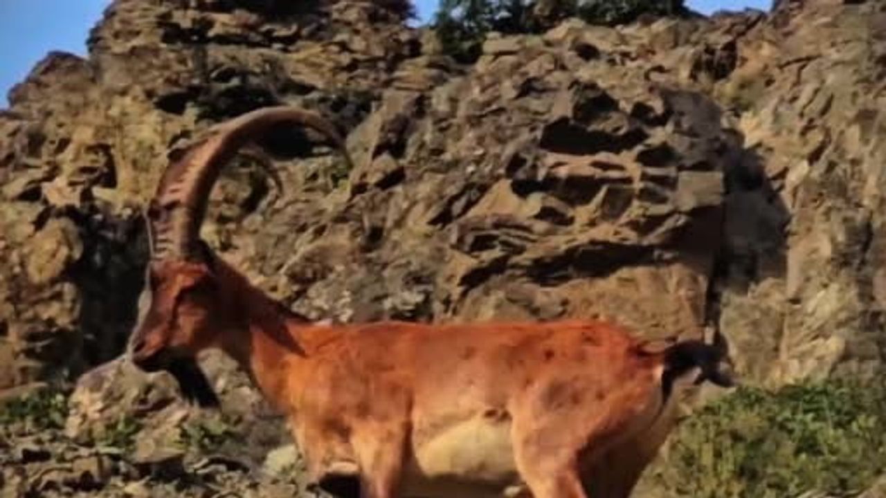 Tortum'da karayolu kenarındaki dağ keçileri doğanın varlığını hatırlattı