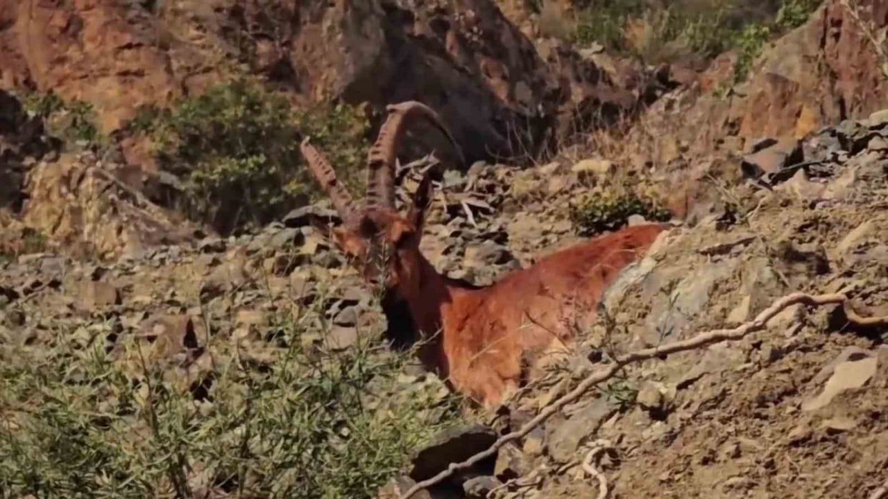 Tortum'da karayolu yakınında dağ keçilerinin görüntülendiği anlar kaydedildi
