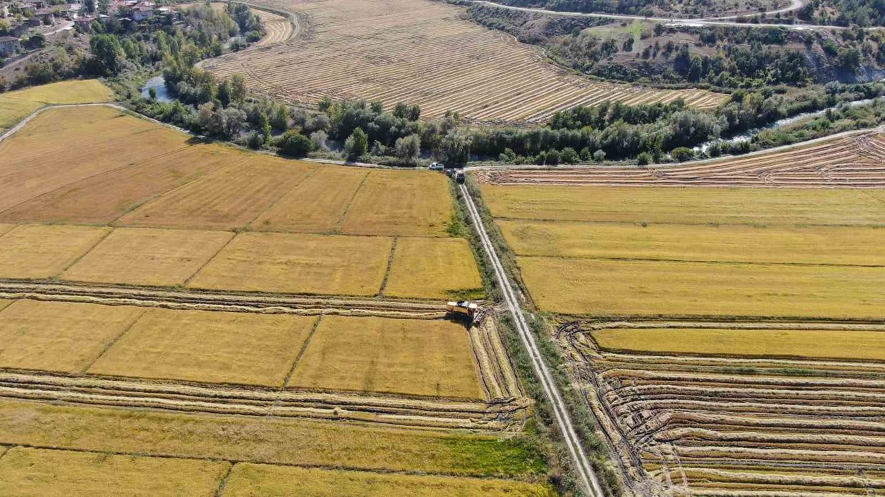 Tosya'da sarıkılçık tarlalarında hasat devam ediyor, su sıkıntısı verimi düşürdü