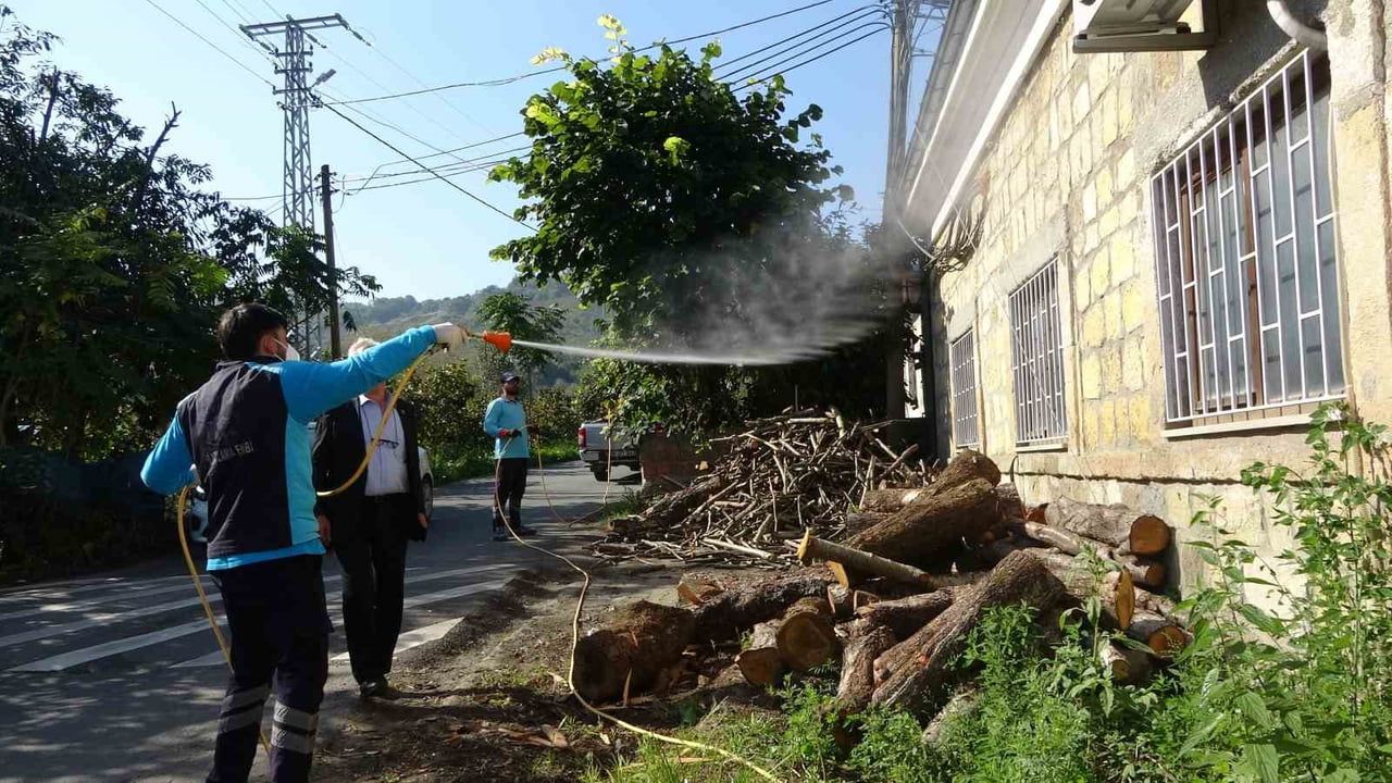 Trabzon'da samuray arılarıyla kokarca mücadelesinde gerileme başladı