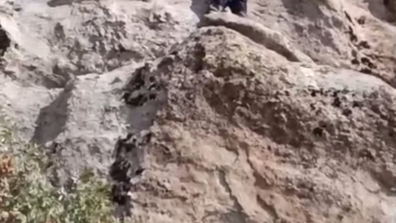 Tunceli'de amatör dağcıların çabasıyla 70 metre yüksekte mahsur kalan keçiler kurtarıldı