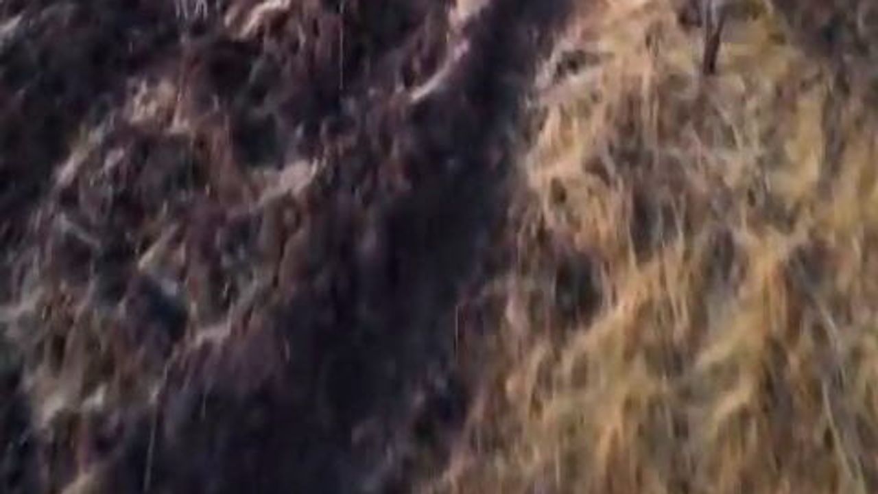 Tunceli’de havadan görüntülenen domuz sürüsü ekili alanlarda endişe yarattı