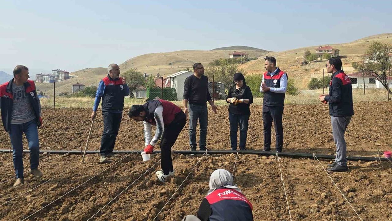 Tunceli'de yalnız üreticiye sarımsak ekiminde ekip desteği