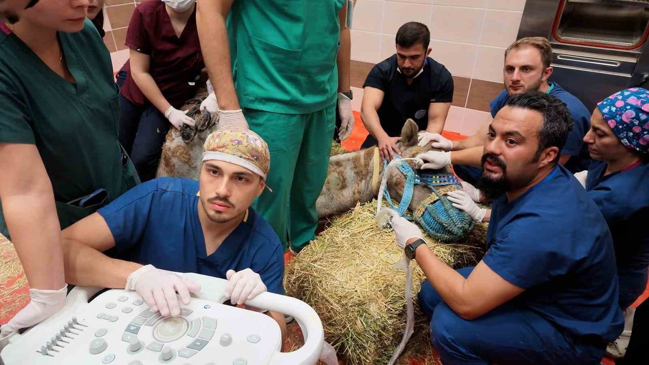 Türkiye'de deve gözüne ilk: retina hasarında kök hücre tedavisi başladı