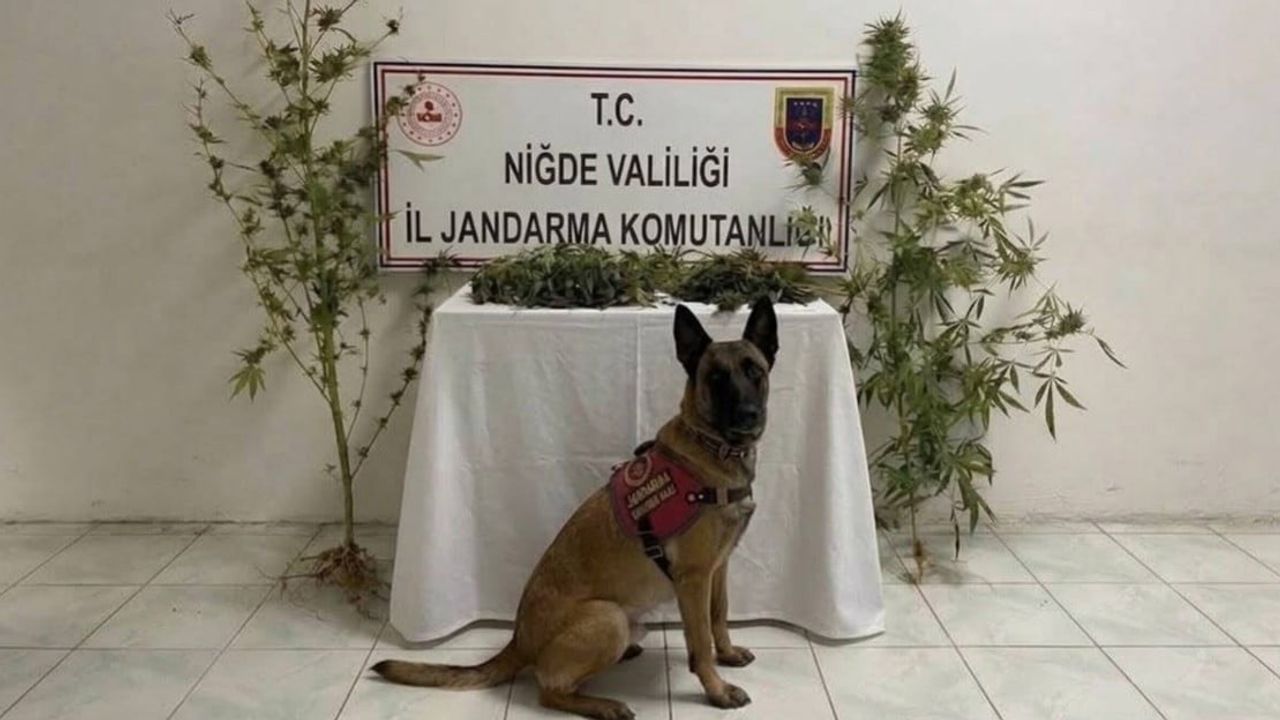 Ulukışla'da jandarma baskını sonuç verdi: 350 gram uyuşturucu ve 5 kök kenevir ele geçirildi