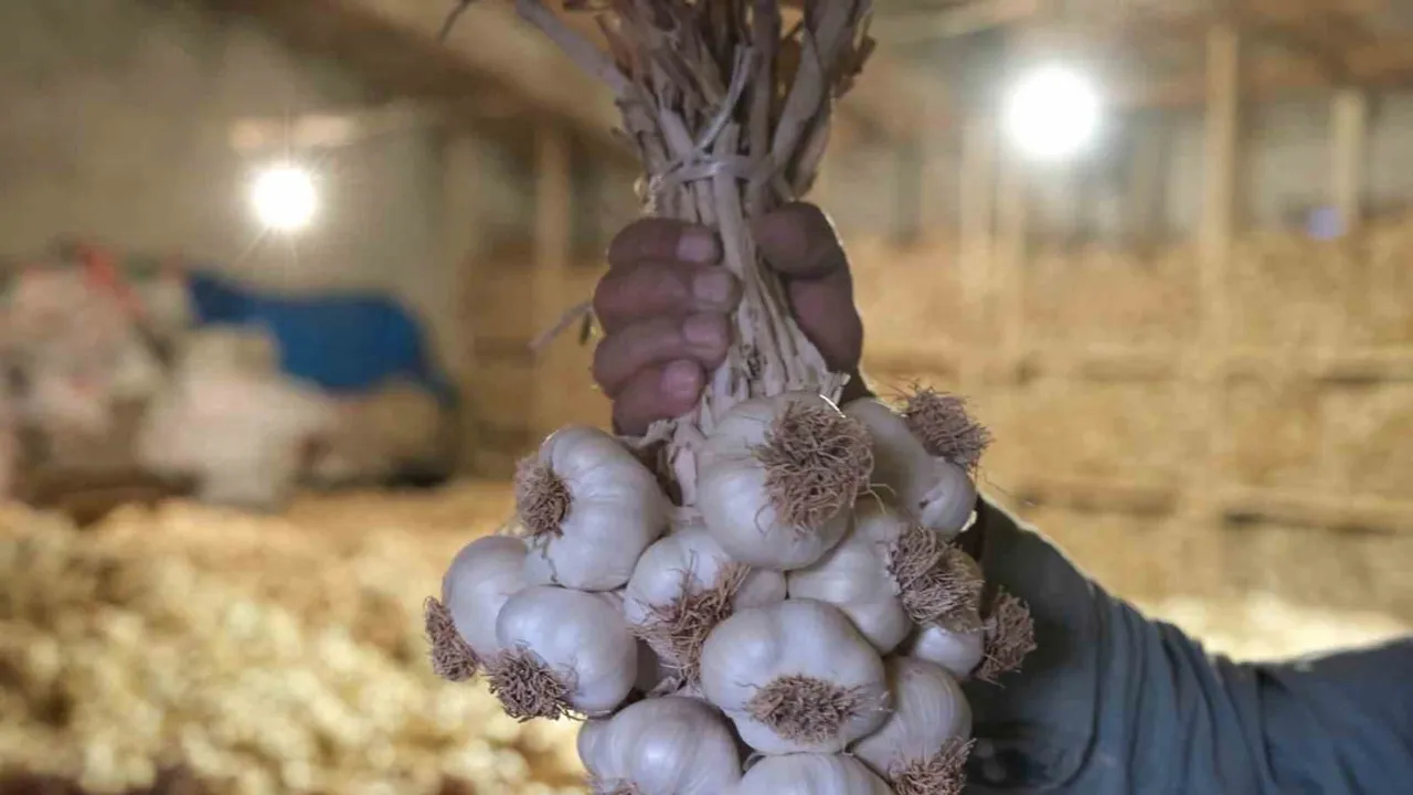 Üyük sarımsağına mahreç işareti tesciliyle yöresel koruma