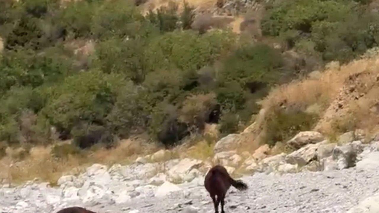 Van kırsalında özgürce dolaşan yılkı atları kameralara yansıdı