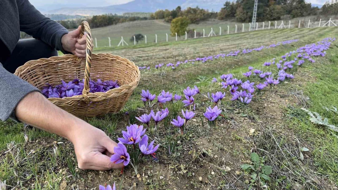 Veri ve sensörle safranı dünya pazarına taşıdı: gramı 1.450 lira
