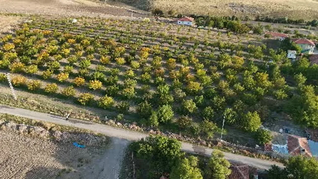 Verim bol, gelir endişesi: Yozgat'ta ceviz üreticileri destek bekliyor