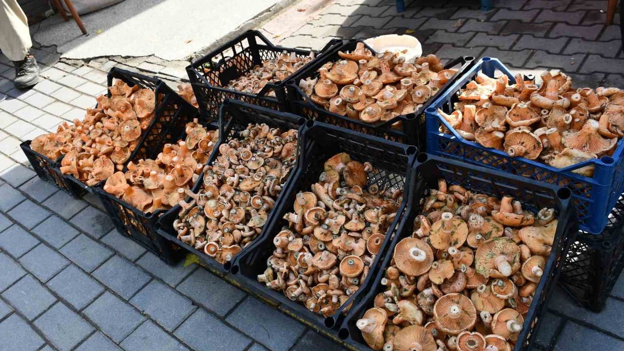 Vezirköprü'de ormanlardan tezgaha: sezonun kanlıca bereketi