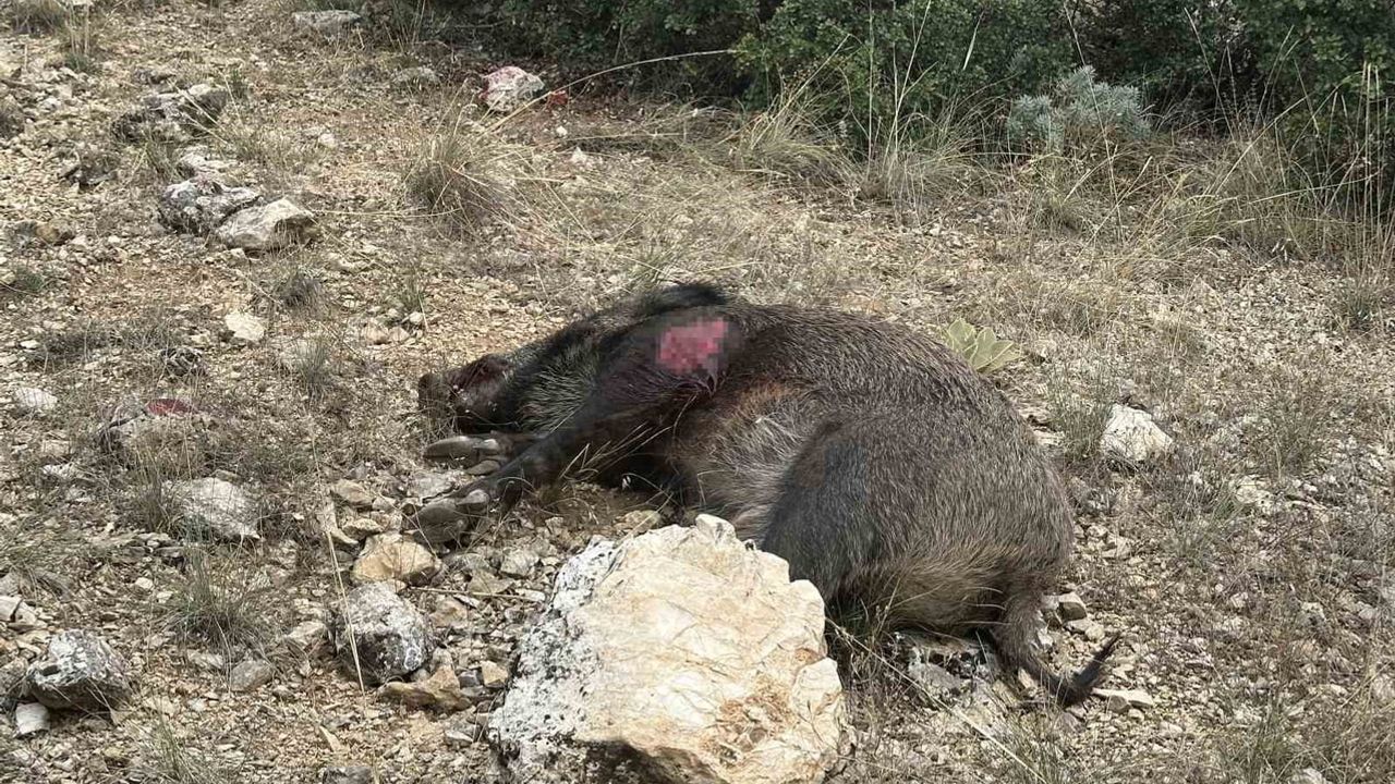 yaban domuzlarına karşı sürek avı: Isparta’da 47 birey avlandı