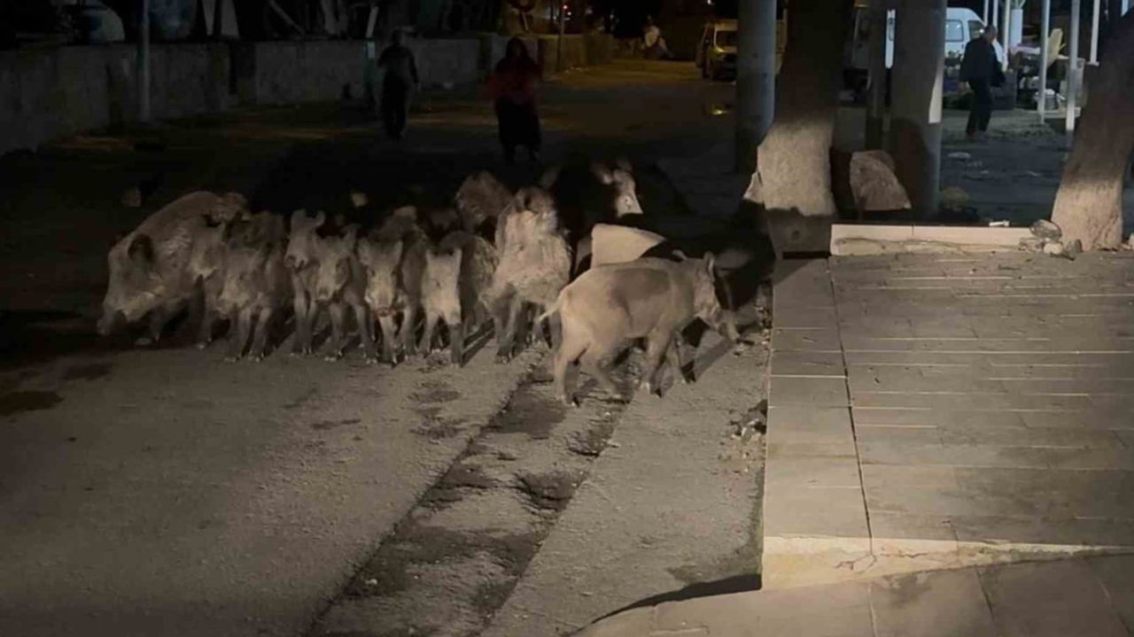 Yaban domuzlarının Bitez çıkarması mahallede endişe yarattı