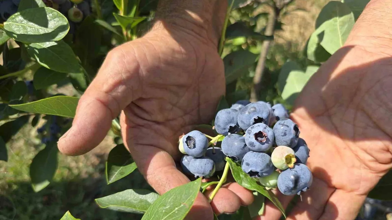 Yaban mersini için Bursa'da ortak yol haritası hazırlanıyor