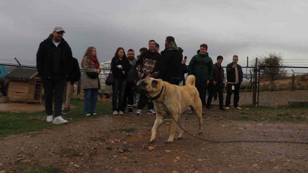 Yabancı öğrencilerin Sivas'ta kangal buluşması