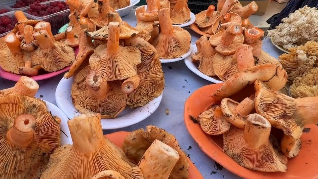 Yabani mantarlarda gizli tehlike: 6 saat sonra başlayan belirtiler daha riskli