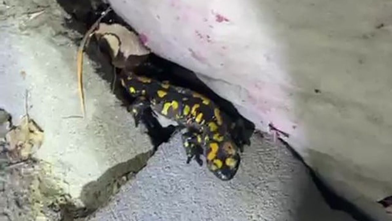 Yağış sonrası Erkenek'te görülen sarı benekli semender doğal yaşamına bırakıldı