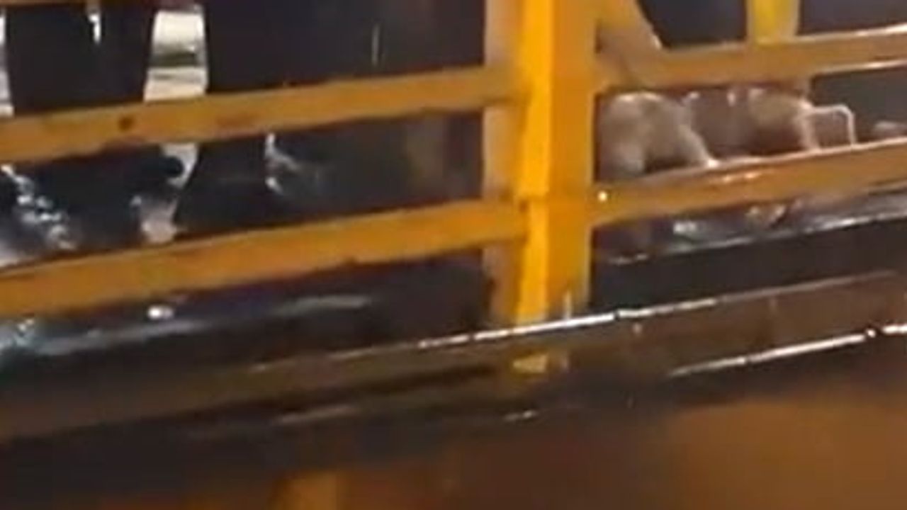 Yağışa dua yerine kurban: Yalova'nın Armutlu ilçesinde köprüde kesim