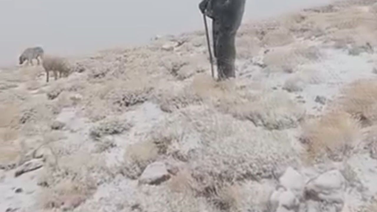 Yalmanlar yaylasında kar altında süren yayla mesaisi