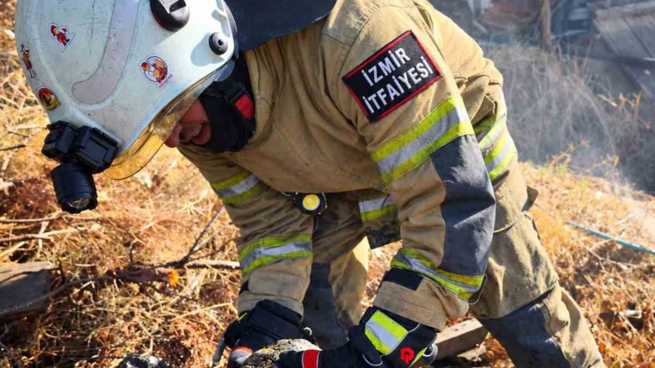 Yangında kurtarılan kaplumbağa doğal yaşamına geri döndü