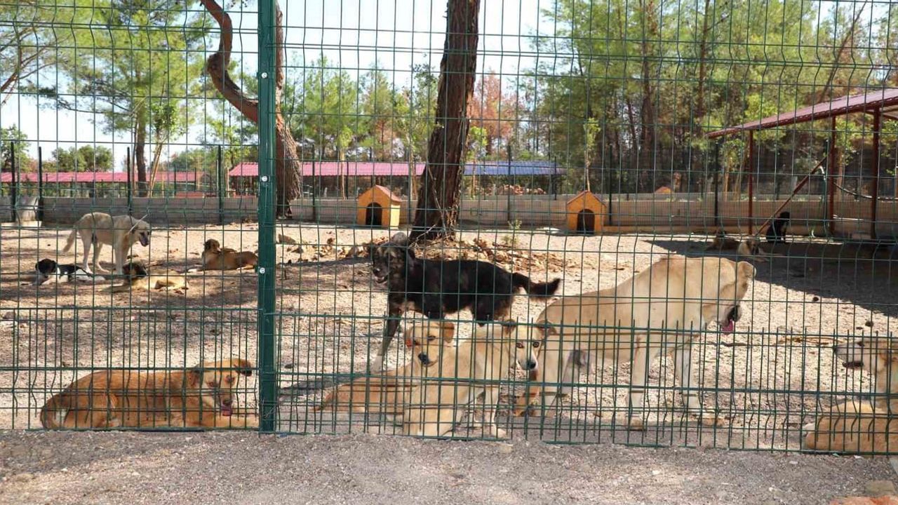 Yangından etkilenen Kopi sıcak bir aile buldu