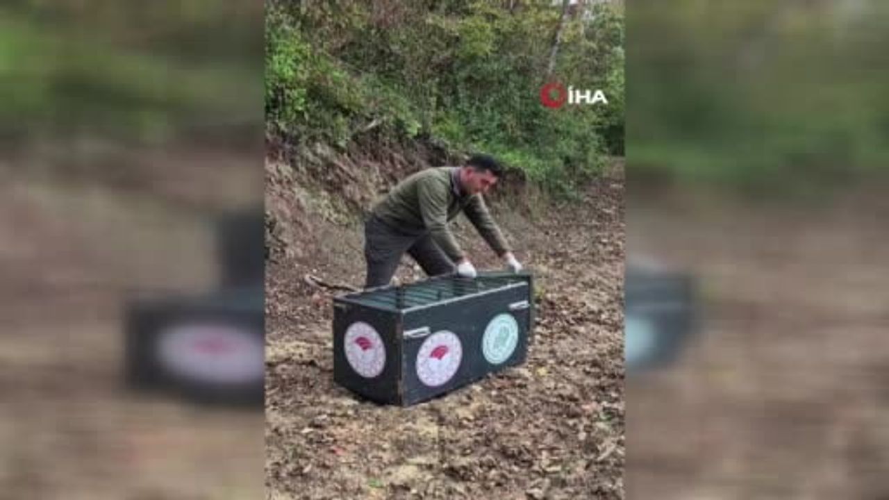 Yaralı karaca tedavisinin ardından Bartın'da doğal yaşamına döndü