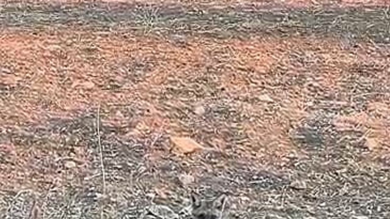 Yavru tilki Hamzabeyli'ye indi ve insanlara yakınlaştı