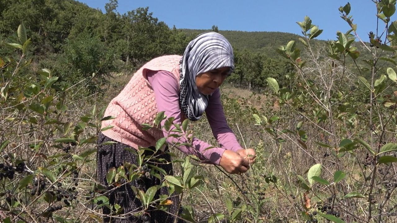 Yayla bahçesinden ekonomik dönüşüm: aronya reçelini yarım kilo 400 liradan satıyor
