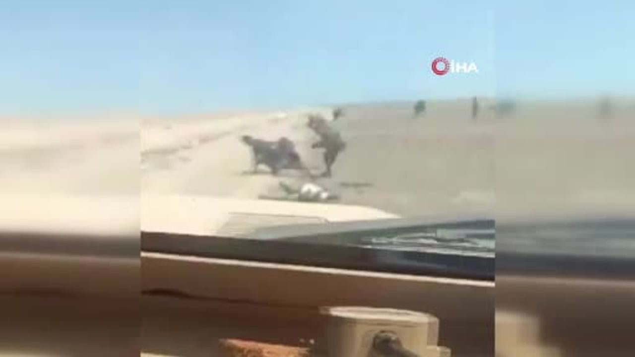 Yemen'de tartışma yaratan görüntüler: teslim olmuş Husilerin üzerine zırhlı araç sürdü