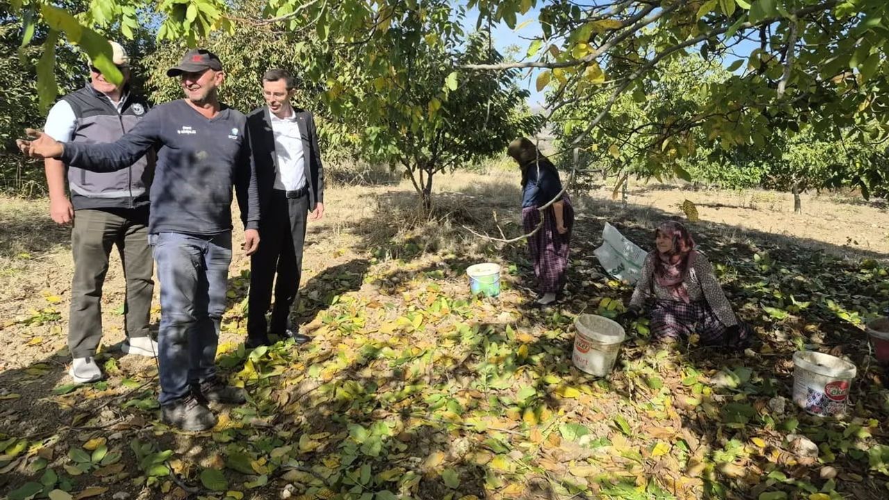 Yenipazar'da ceviz hasadında üreticilerle sahada değerlendirme