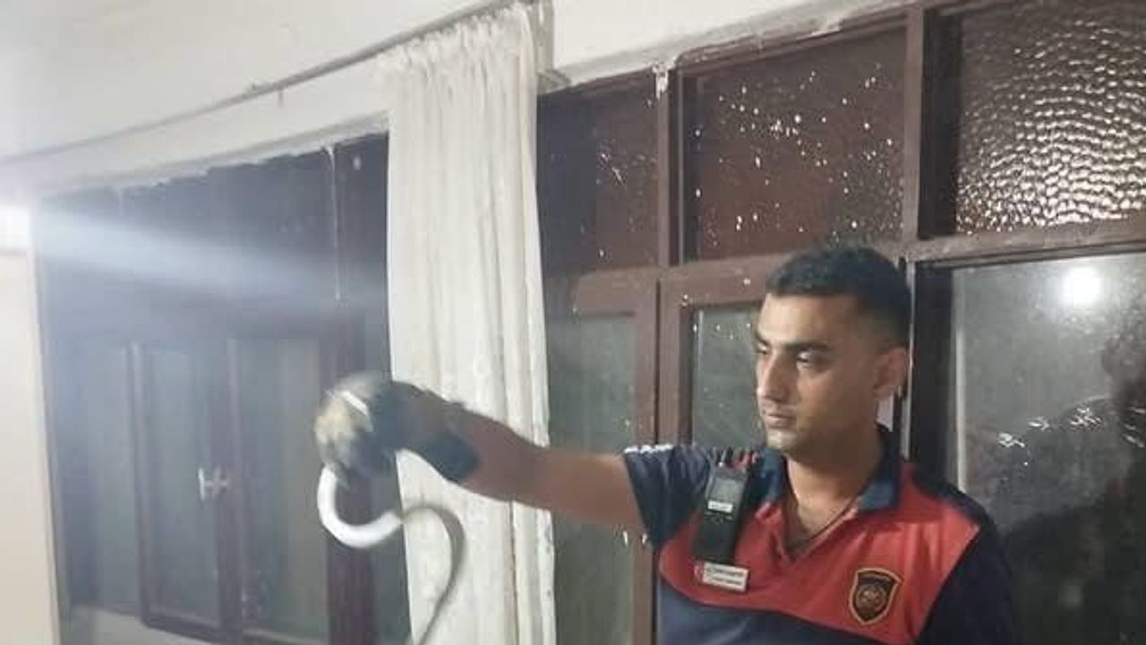 Yerleşimden doğaya: Hatay itfaiyesi yılanları zarar vermeden taşıdı