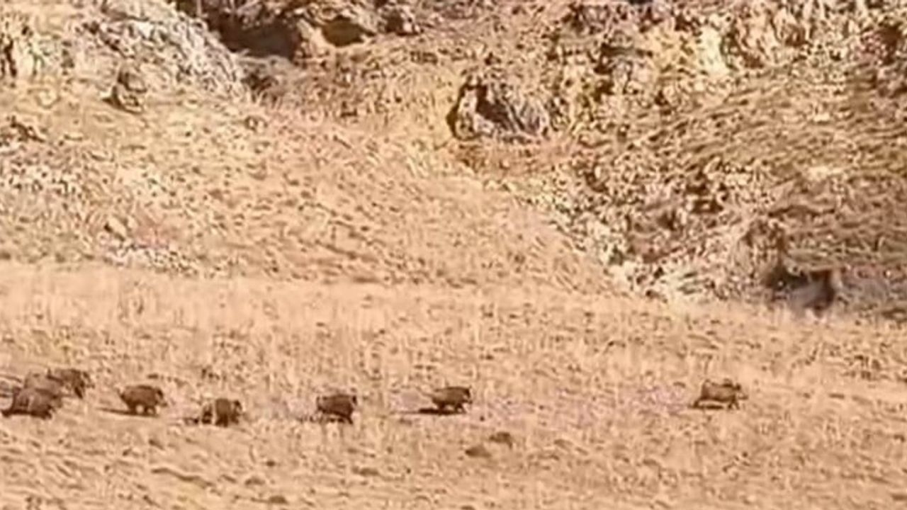 Yerleşimlere inen yaban domuzları Özalp'te şaşkınlık yarattı
