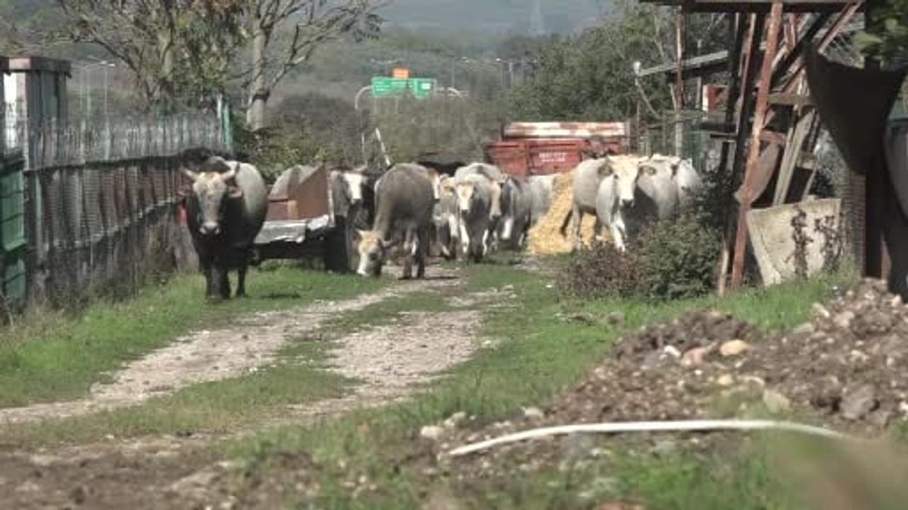 Yerli boz sığırları et üretimini artırıp orman yangını riskini düşürüyor