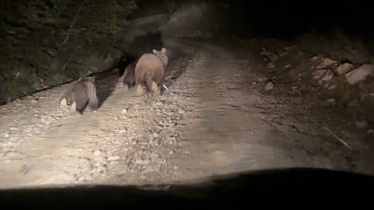 Yol kenarında aniden beliren ayı ailesi mantarcıların gününü değiştirdi