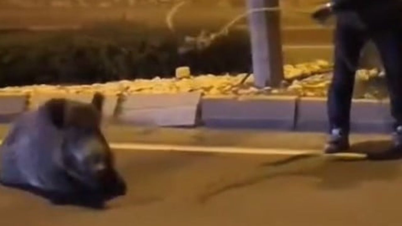 Yol ortasındaki yaralı yaban domuzunu kementle kurtardı