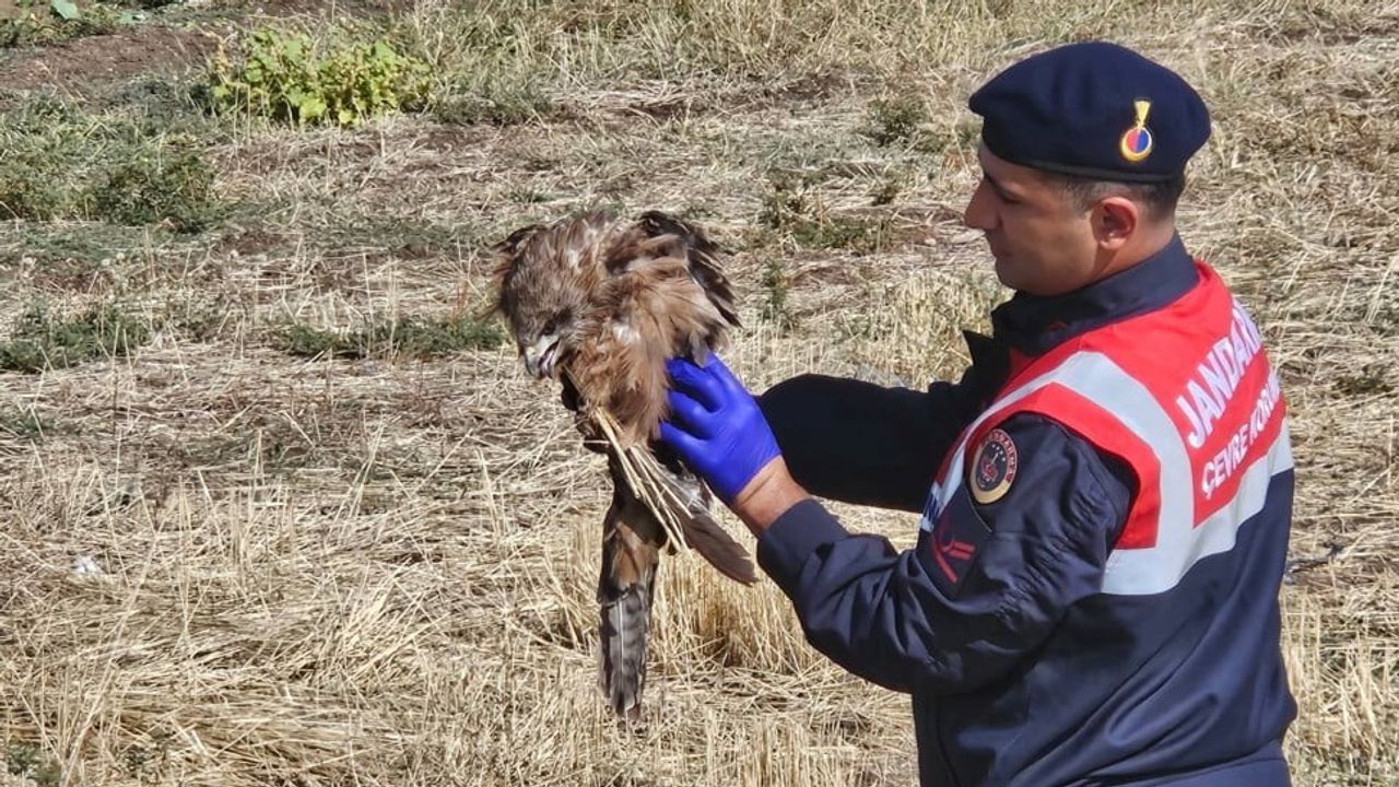 Yola düşen yaşam: jandarma Muş'ta yaralı kızıl şahini koruma altına aldı