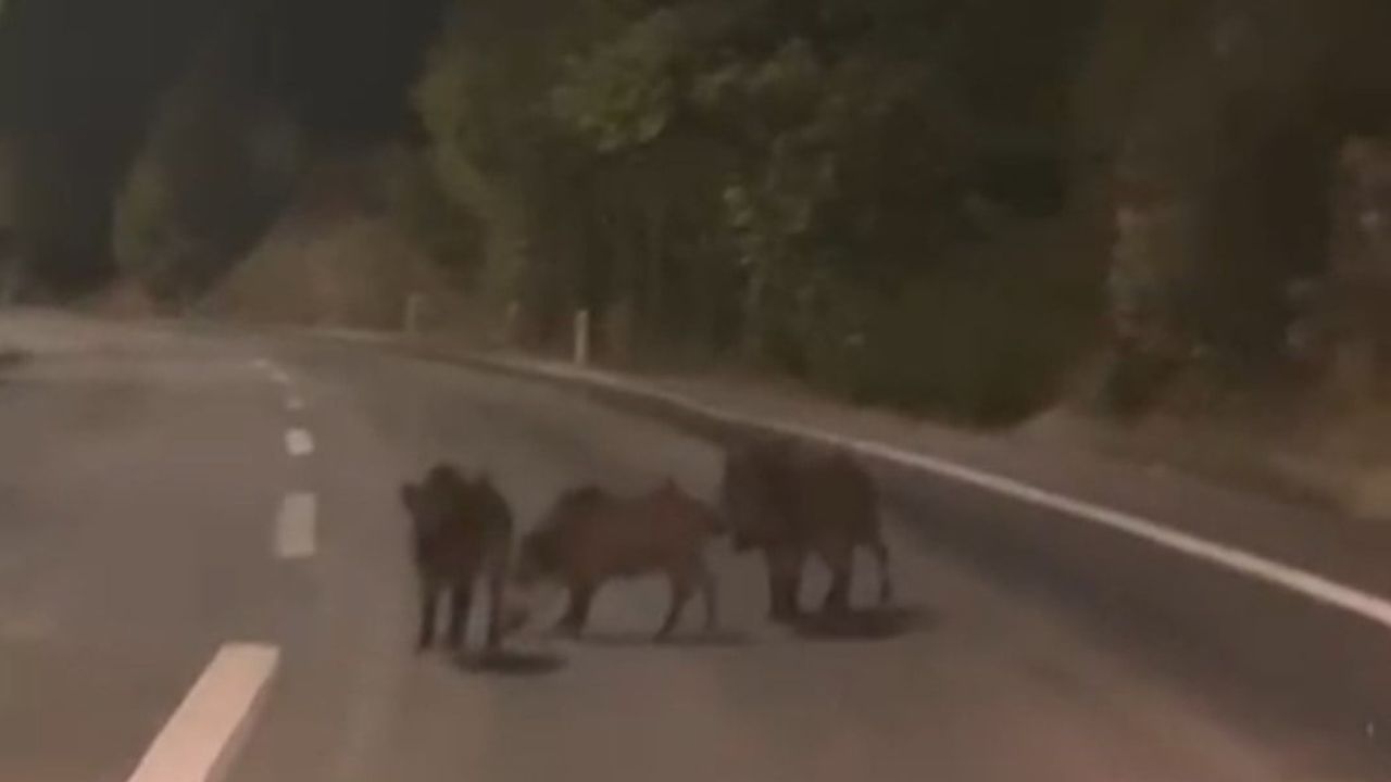 Yoldan geçen sürücüyü şaşırtan gece sürüsü: Andırın'da yaban domuzları