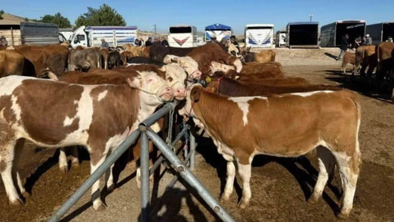 Yozgat'ta şap tedbirleri sona erdi: hayvan pazarları büyük ölçüde yeniden açıldı