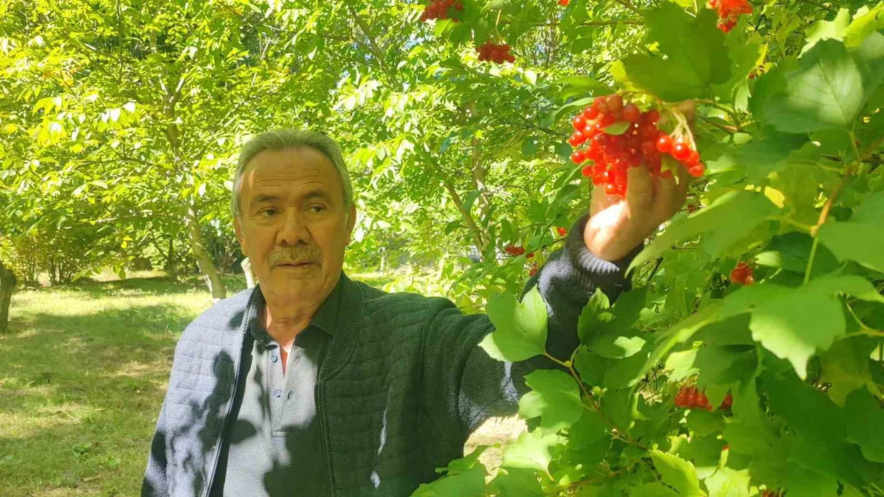 Yozgat'ta sulak alanların yerli şifacısı gilaburu hasadı başladı